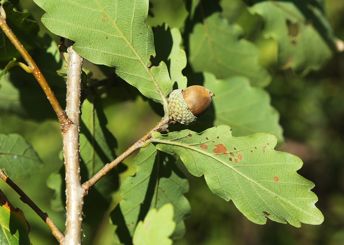 Image of Quercus wutaishanica specimen.