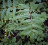 Sorbus aucuparia. Лист. Пермский край, г. Пермь, Свердловский р-н, м-н Липовая Гора, сырой хвойный лес. 25.05.2025.