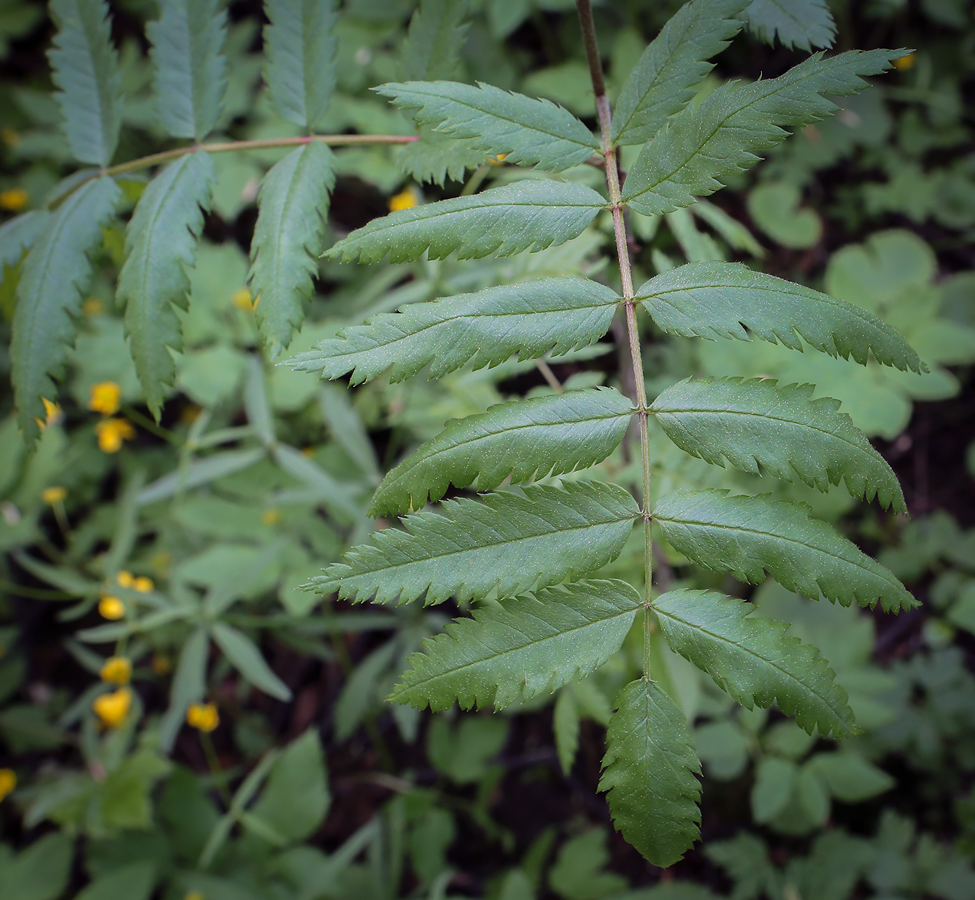 Изображение особи Sorbus aucuparia.