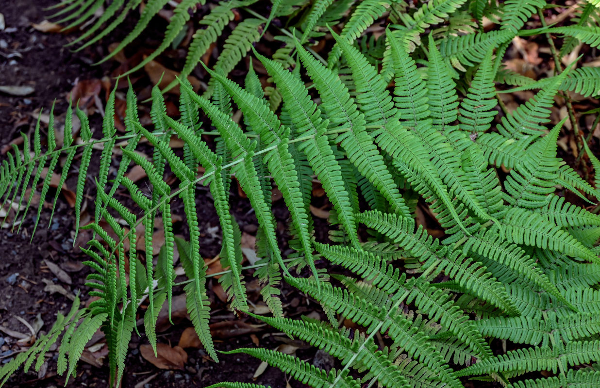 Image of Dryopteris aitoniana specimen.