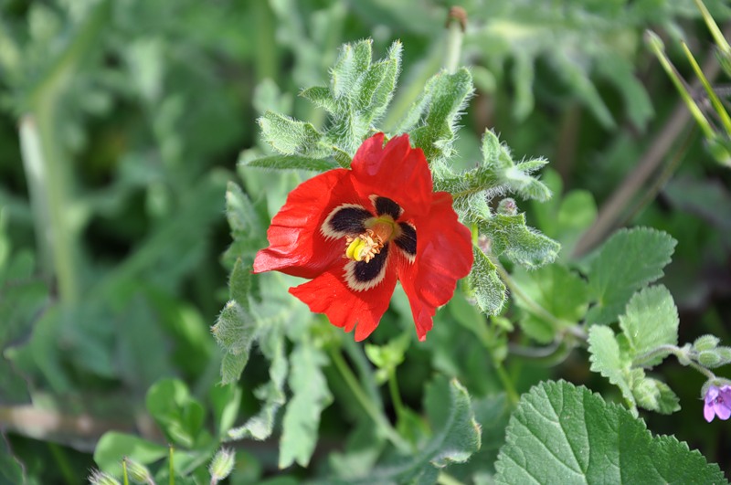 Image of Glaucium corniculatum specimen.