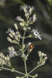 Смотреть изображение Silene wolgensis