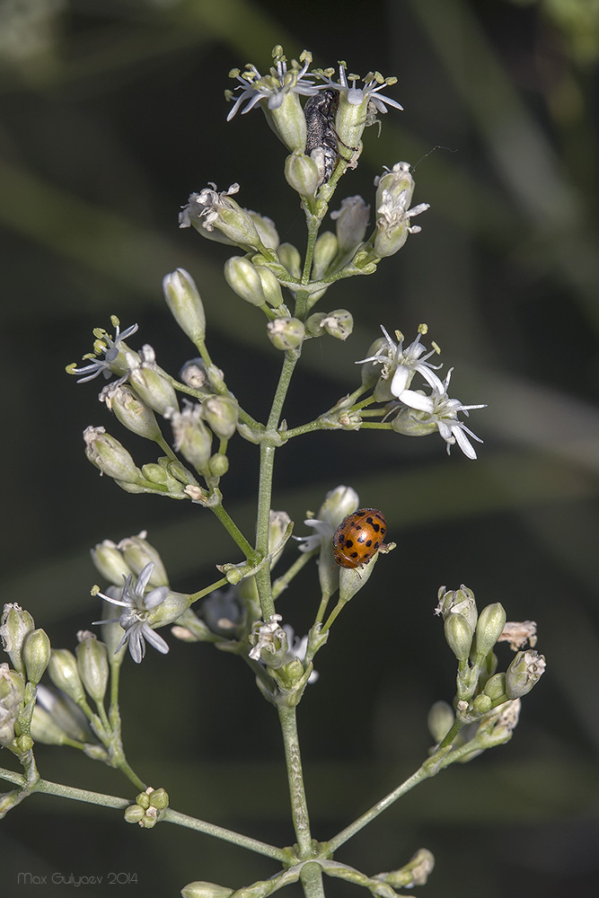 Изображение особи Silene wolgensis.