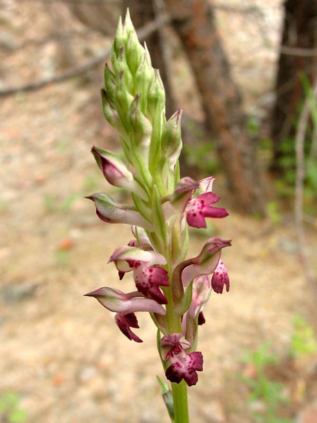 Image of Anacamptis coriophora ssp. fragrans specimen.