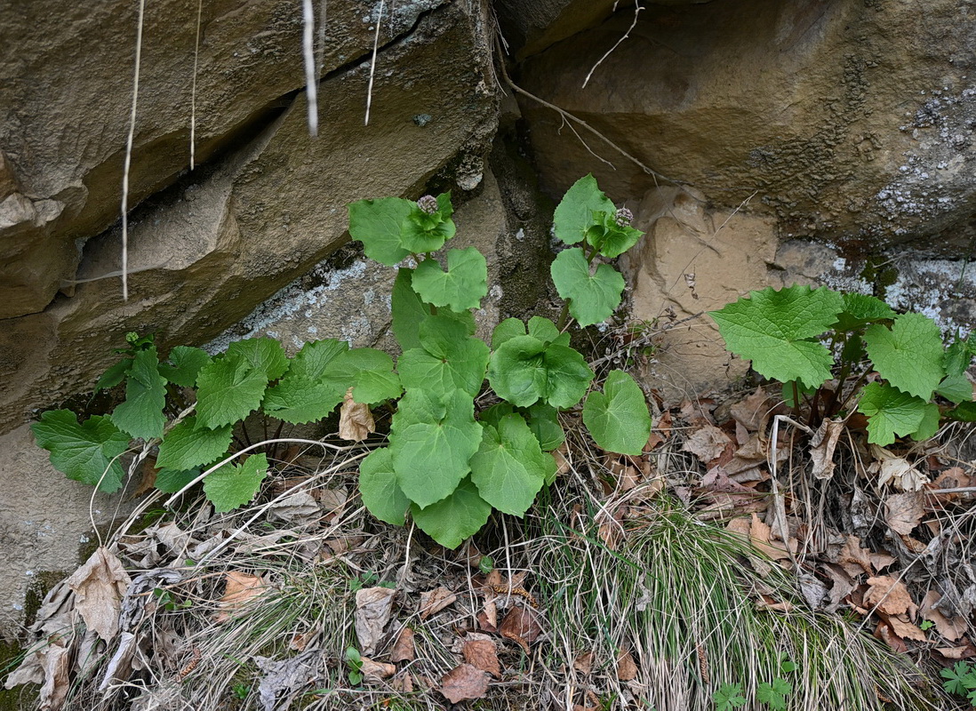 Изображение особи Valeriana alliariifolia.