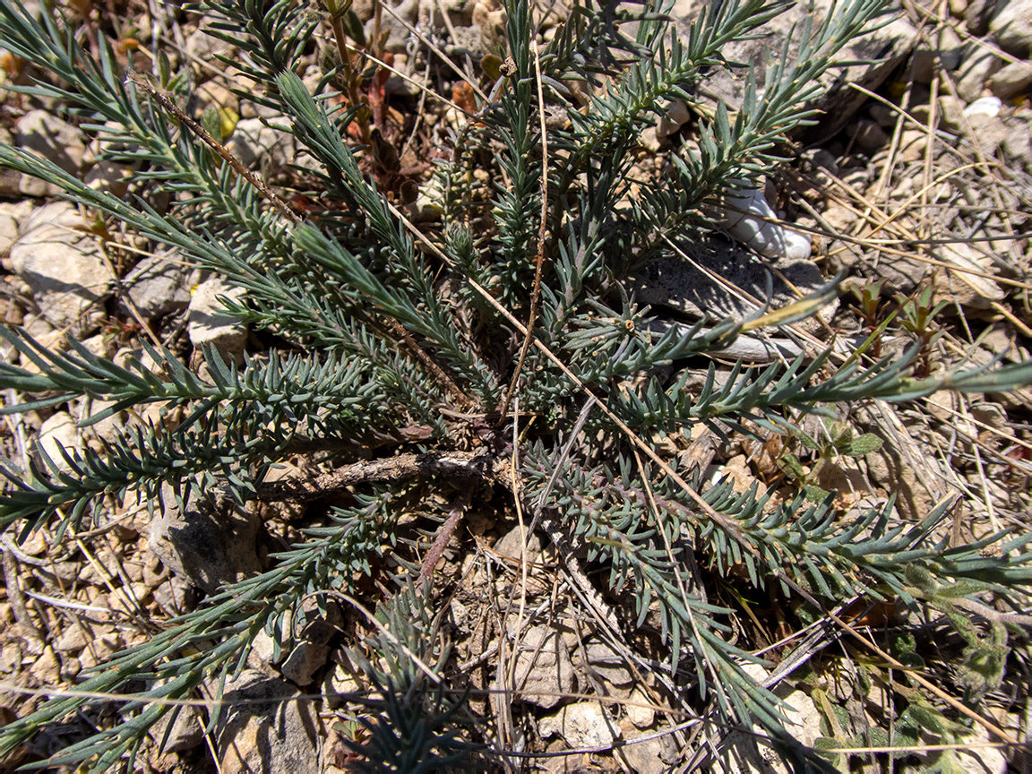 Image of Linum squamulosum specimen.