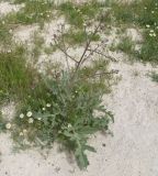 Image of taxon representative. Author is Александр Лебедев