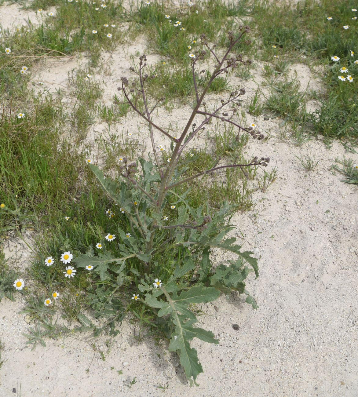 Image of genus Crambe specimen.