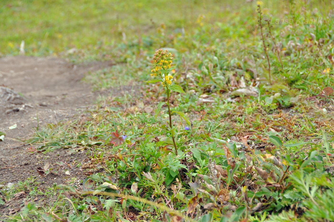 Image of Solidago cuprea specimen.