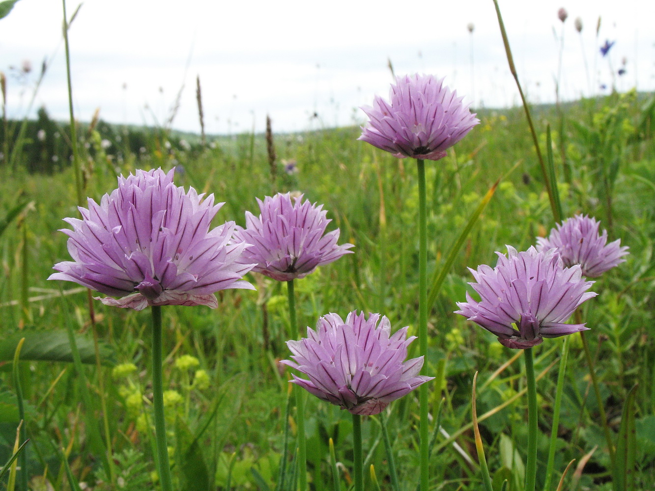 Image of Allium schoenoprasum specimen.