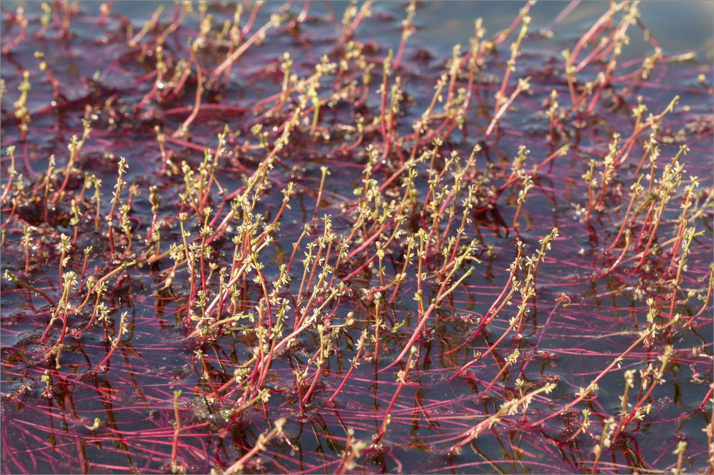 Изображение особи Myriophyllum alterniflorum.