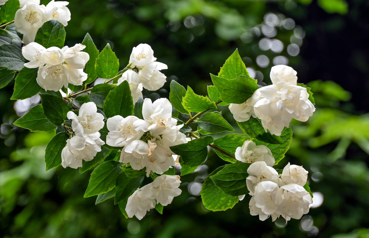 Image of genus Philadelphus specimen.