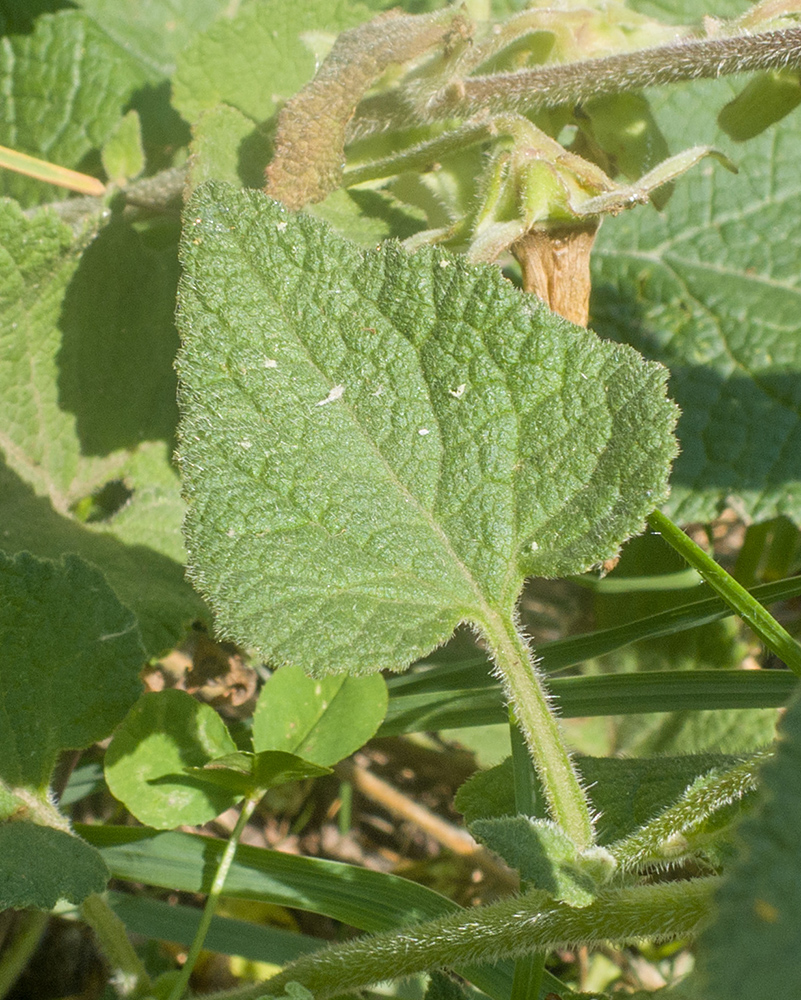 Изображение особи Campanula dolomitica.
