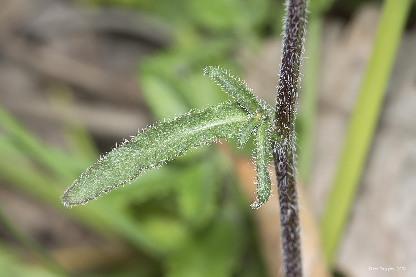 Изображение особи Campanula taurica.