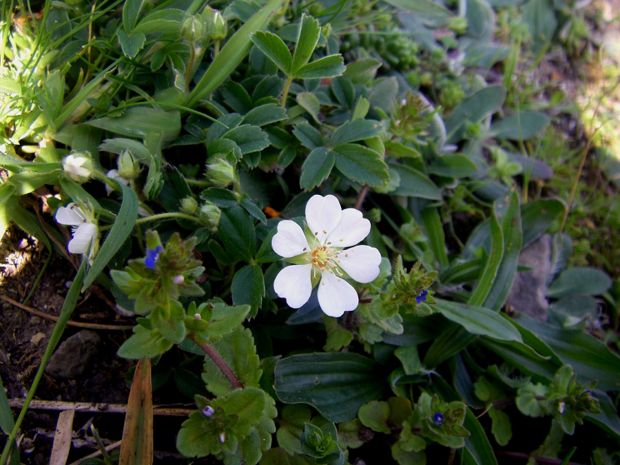 Изображение особи Potentilla montana.