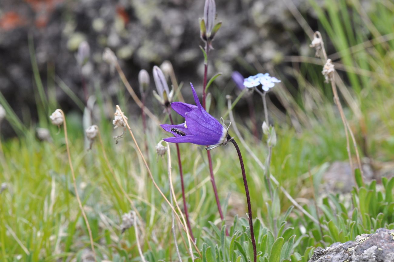 Изображение особи род Campanula.