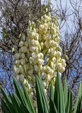 Yucca aloifolia. Соцветия и верхушки листьев. Португалия, Азорские о-ва, о-в Сан-Мигел, г. Понта-Делгада, в культуре. 11.08.2025.