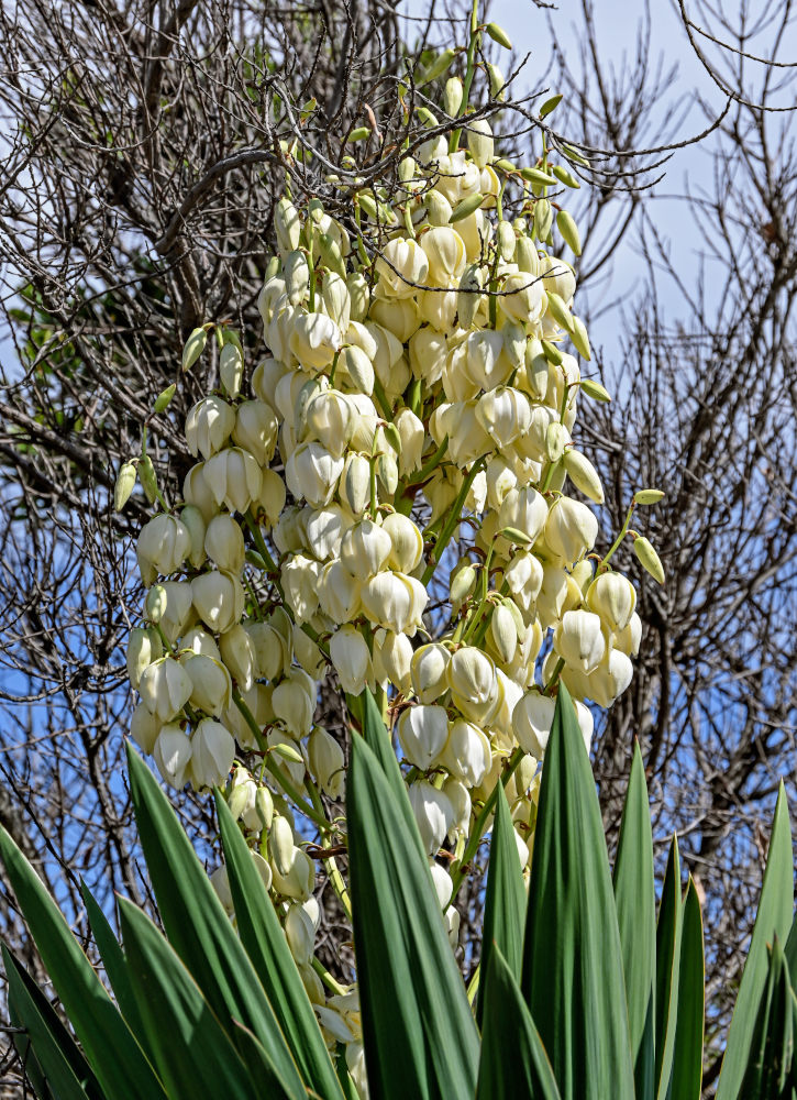 Изображение особи Yucca aloifolia.