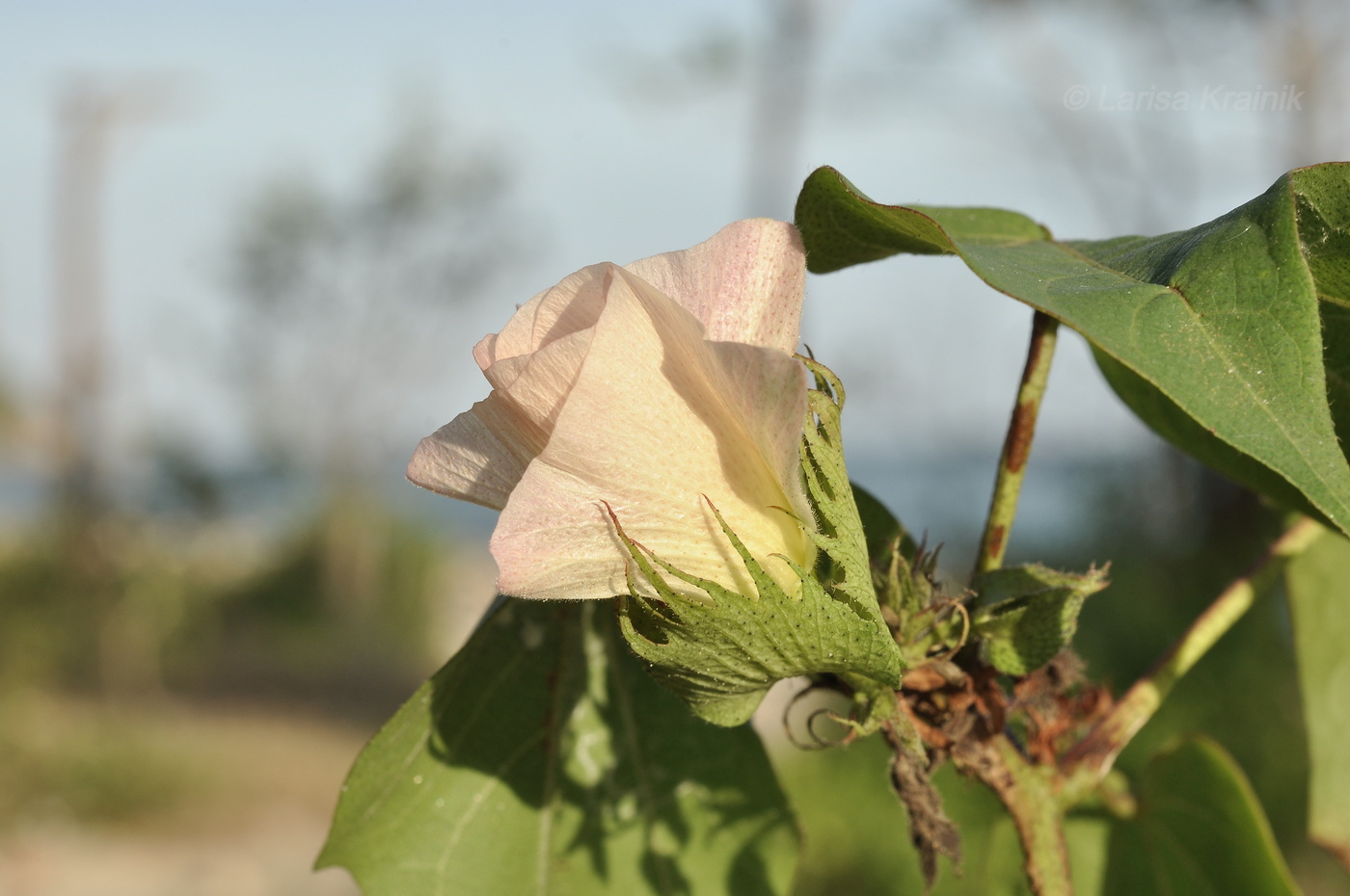 Изображение особи род Gossypium.