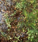 Изображение особи. Автор - Григорий Токарев