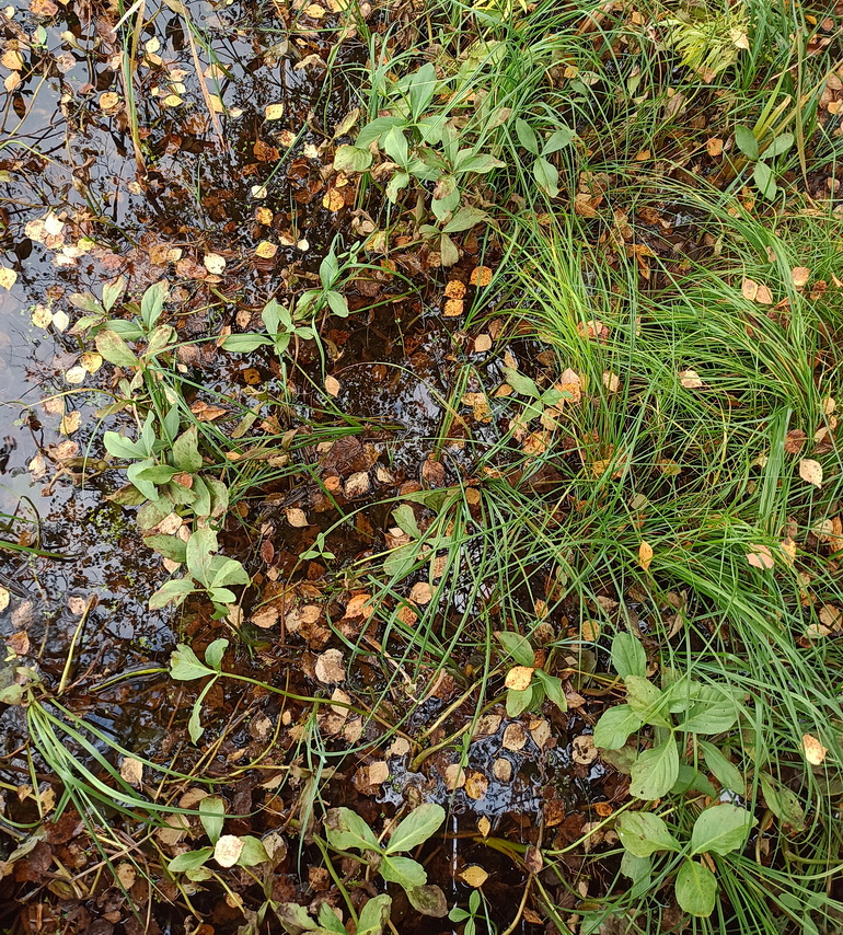 Изображение особи Menyanthes trifoliata.