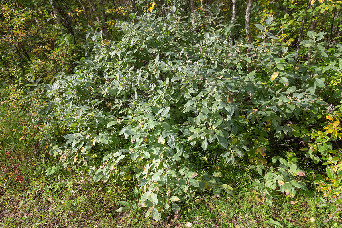 Изображение особи Salix lapponum.