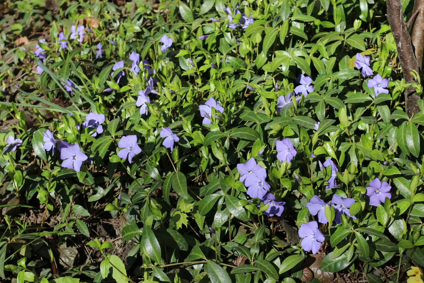 Изображение особи Vinca minor.