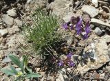 Astragalus nematodes