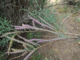 genus Tamarix. Ветвь цветущего и плодоносящего растения. Казахстан, Туркестанская обл., Сузакский р-н, берег оз. Кызылколь в долине р. Ушбас, лёссовые наносы. 9 мая 2026 г.