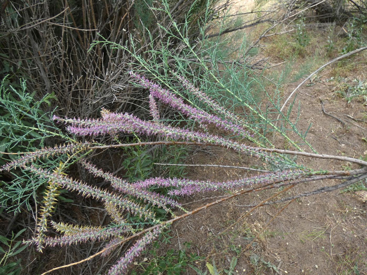 Image of genus Tamarix specimen.