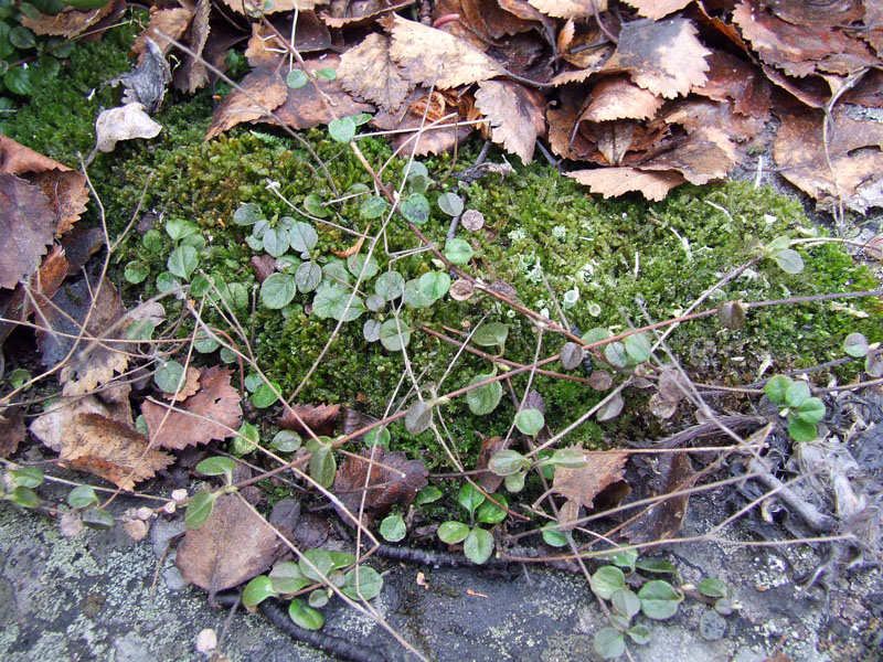 Image of Linnaea borealis specimen.