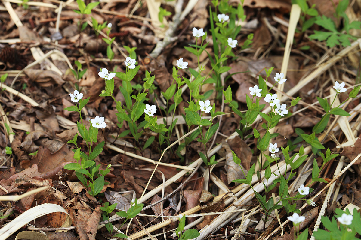 Image of Pseudostellaria heterantha specimen.