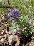 Corydalis turtschaninovii. Верхушка цветущего растения. Хабаровский край, г. Комсомольск-на-Амуре, дол. р. Силинка, лиственный лес. 16.05.2026.