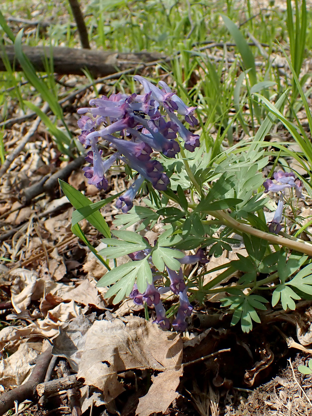 Изображение особи Corydalis turtschaninovii.
