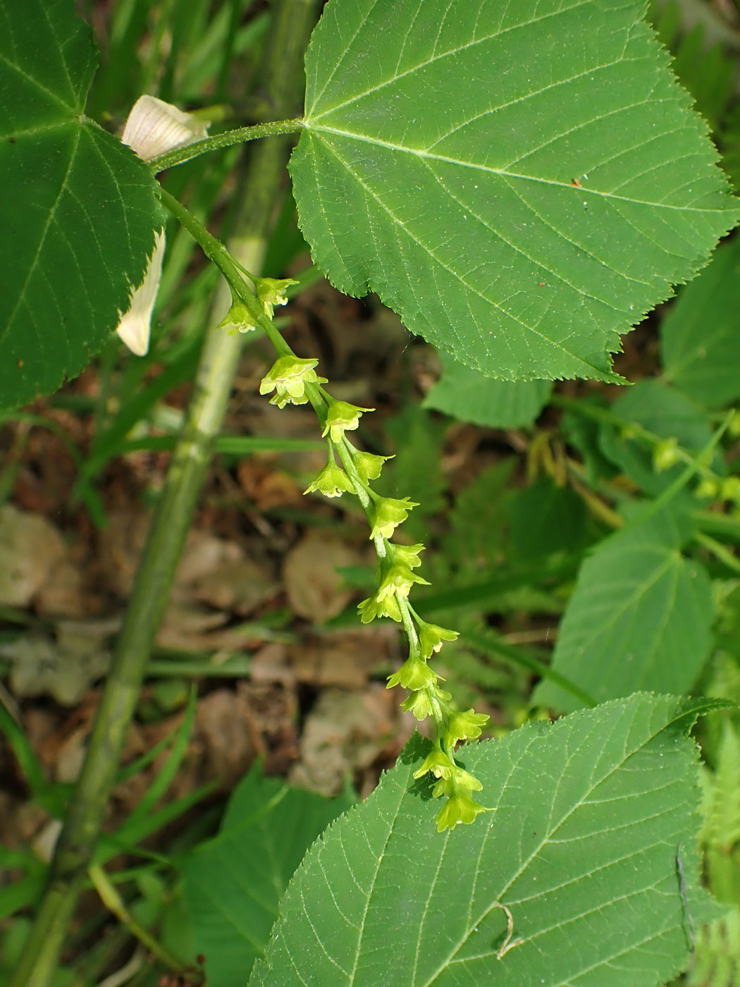 Image of Acer tegmentosum specimen.