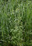 Sisymbrium officinale. Цветущие растения. Тульская обл., Заокский р-н, пос. Поленово, берег р. Ока. 04.07.2026.