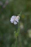 род Silene