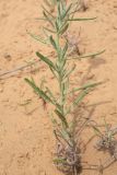 genus Achillea