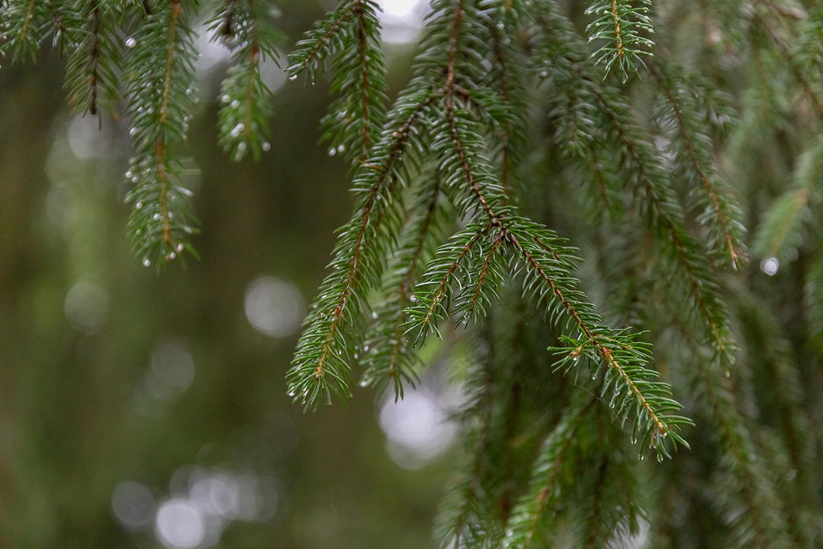 Image of Picea abies specimen.