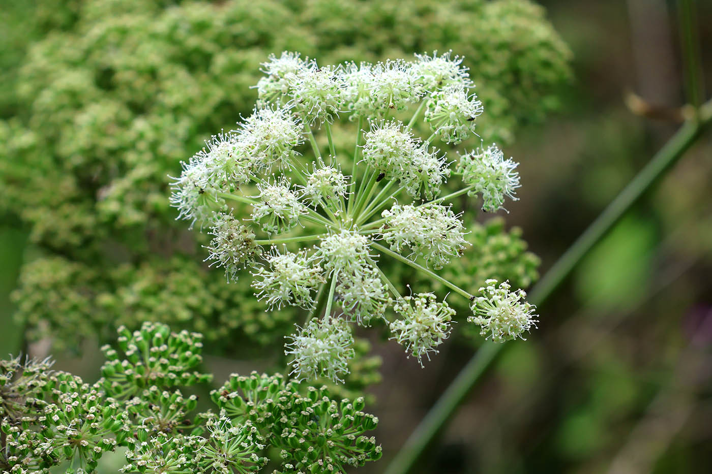 Image of Angelica sylvestris specimen.
