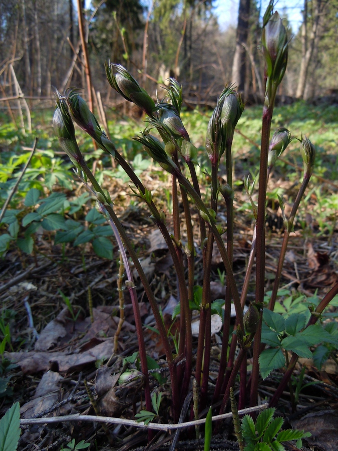 Изображение особи Lathyrus vernus.