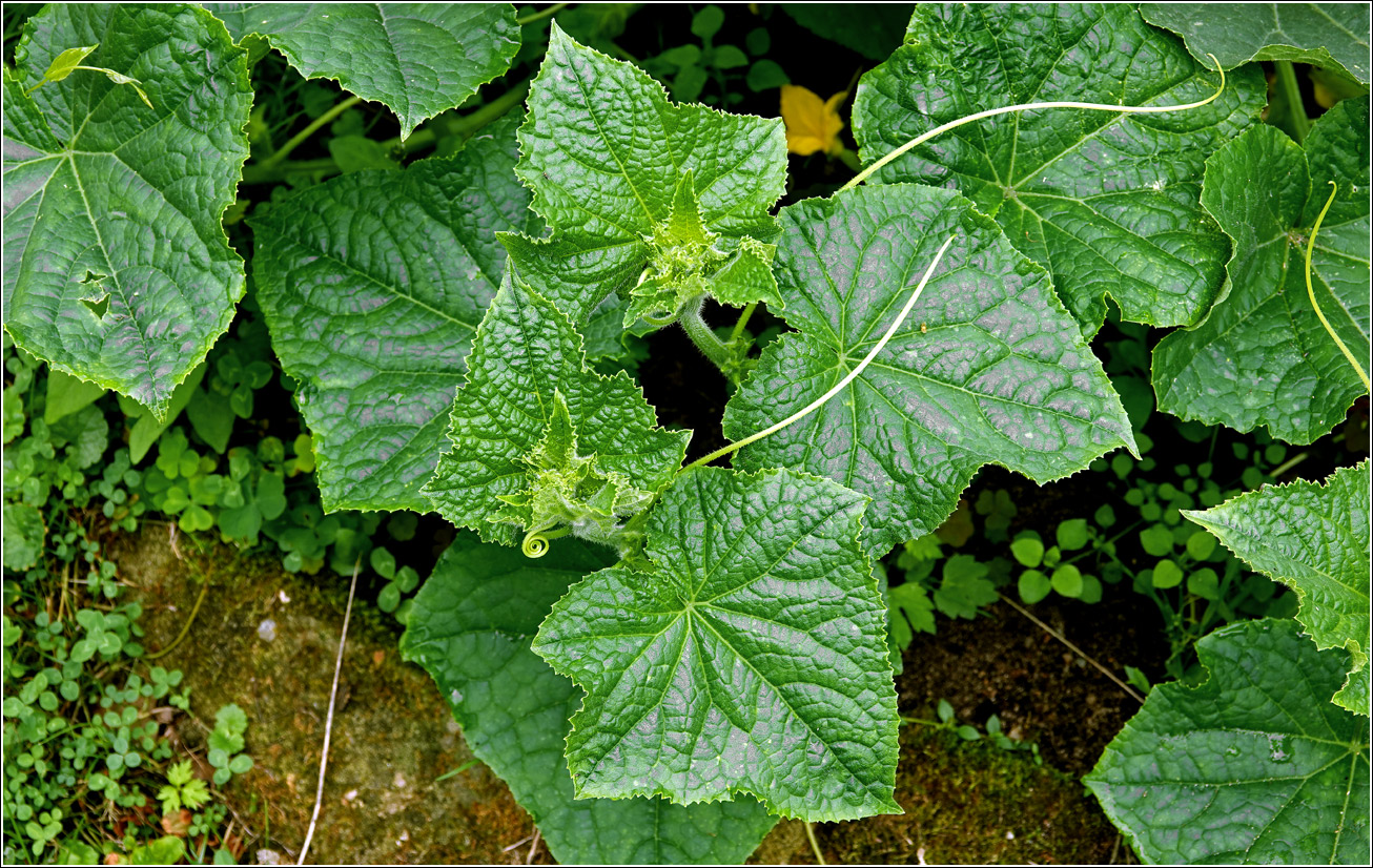 Image of Cucumis sativus specimen.