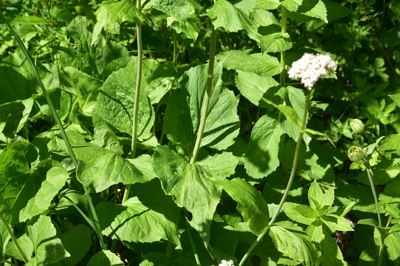 Изображение особи Valeriana tiliifolia.