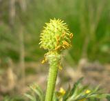 Adonis volgensis