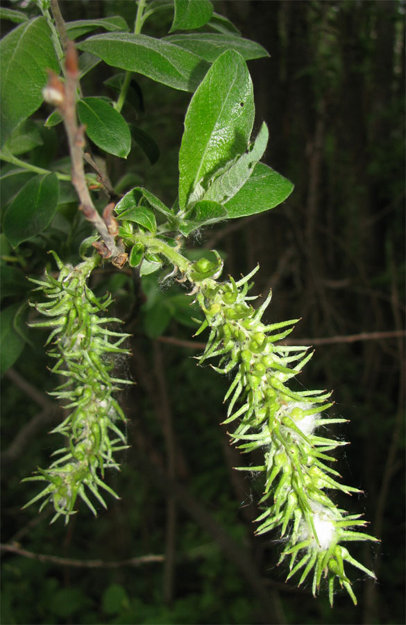 Изображение особи Salix &times; puberula.