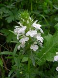 Pedicularis macrochila. Соцветие (белоцветковая форма). Казахстан, Заилийский Алатау, национальный парк Медеу. 04.06.2011.