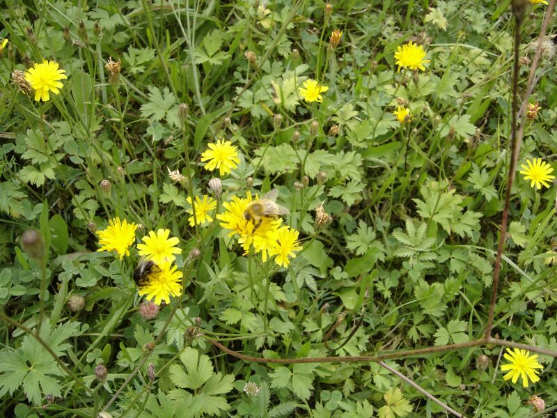 Изображение особи Scorzoneroides autumnalis.