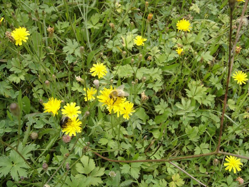 Image of Scorzoneroides autumnalis specimen.