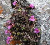 Saxifraga asiatica