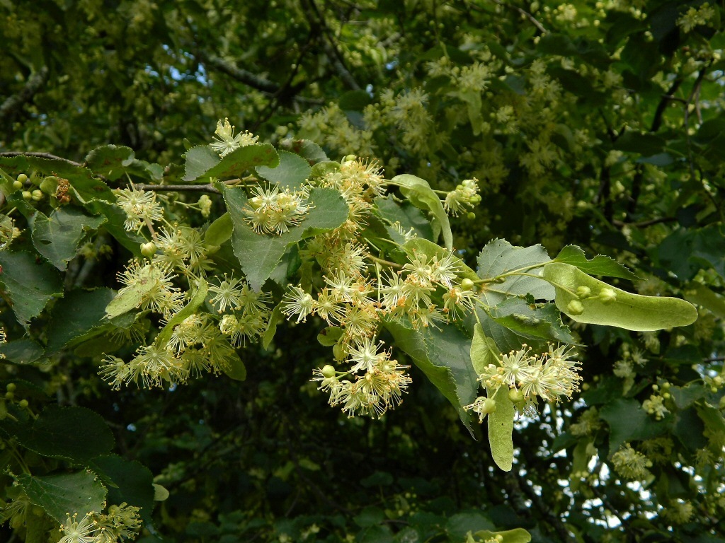 Image of Tilia cordata specimen.